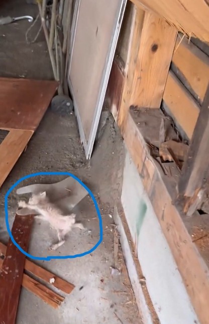 壁の中から転がり落ちた子猫（湯楽めぐりさん提供、Xよりキャプチャ撮影）