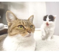 表情豊かなパンちゃんとクールなみーちゃん＝pan.chanchiさん提供