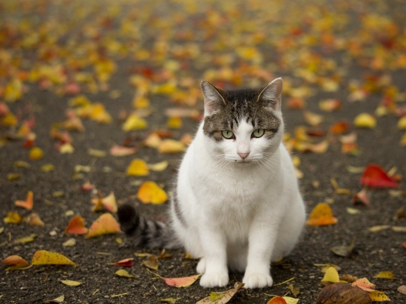 『俳句ねこ』（秋）　ホーム社提供