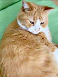 ゴロンと寝そべってくつろぐさんてくん（画像提供：さにたすさんてちくわ丸の人さん）