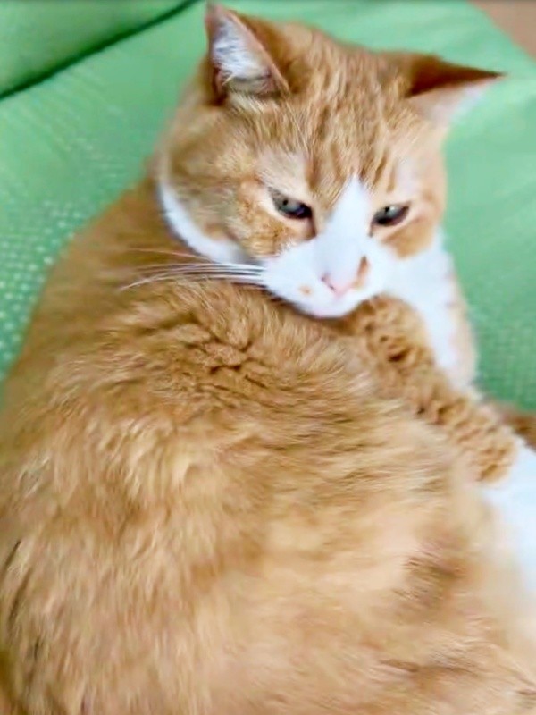 ゴロンと寝そべってくつろぐさんてくん（画像提供：さにたすさんてちくわ丸の人さん）