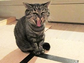 猫より、飼い主がうれしい「猫ホイホイ」 ついに囲いに入った！