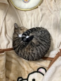 「ニャンモナイト」になることも（画像提供：むぎときびさん）