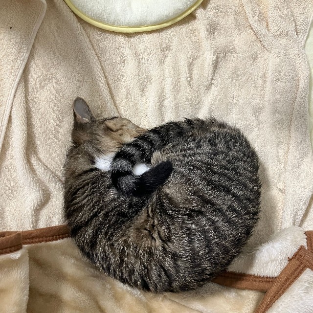 「ニャンモナイト」になることも（画像提供：むぎときびさん）