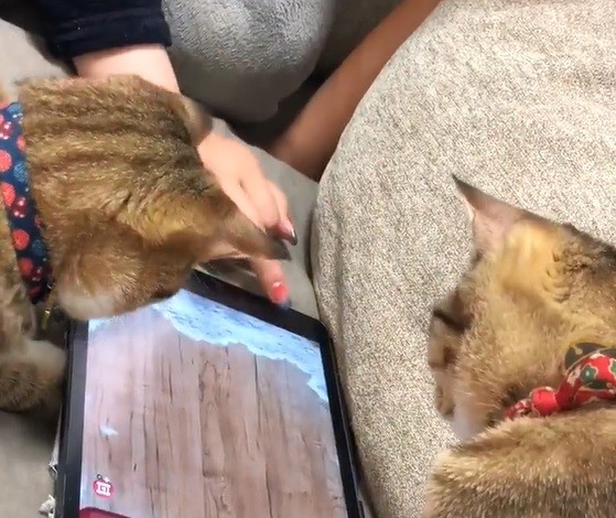 iPad画面のアリを捕まえようとしてiPadの下に手を入れるもずくちゃん。右はその様子を見守るこんぶちゃん＝飼い主のもずく＆こんぶ（保護猫・姉弟）さん（@mozukon_xiaomao）提供