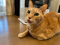 毛づくろいの後、ベロをしまい忘れた1号くん（提供：ソレイユさん）