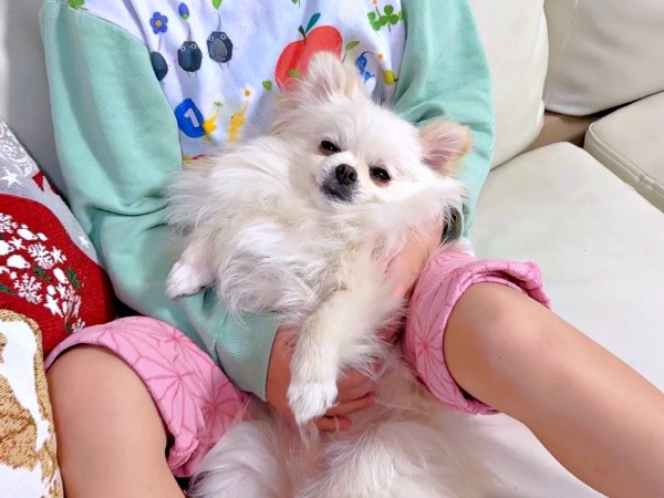 お姉ちゃんに抱っこされてうっとりするおーちゃん（画像提供：ポメラニアンのにんじゃ家さん）