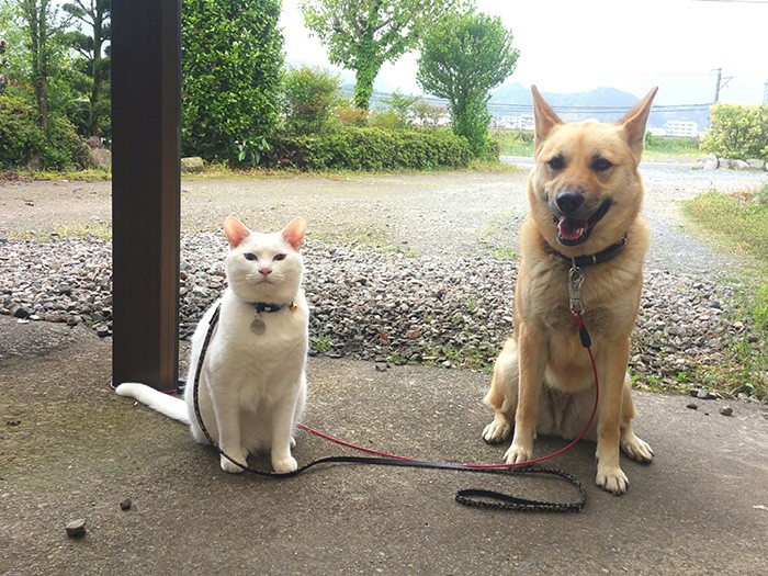 RAF Vaclav Jiru　バーツラフ・イーロ　猫　犬　写真集 リアル過ぎる！小型犬図鑑: 本物よりリアルなAI写真集 ペット