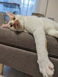 しょぼぼくんご自慢のたくましい前足（画像提供：tknさん @tatatano129）