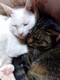 同居猫さんと寄り添って眠るシンちゃん（画像提供：バニラさん）