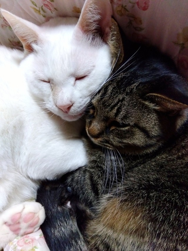 同居猫さんと寄り添って眠るシンちゃん（画像提供：バニラさん）