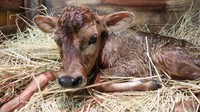 ドイツの森で牛の赤ちゃん誕生　メスの「ちまき」15日から公開　岡山・赤磐市