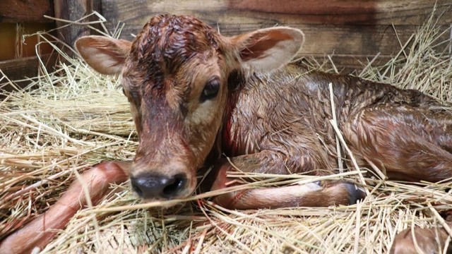 ドイツの森で牛の赤ちゃん誕生　メスの「ちまき」15日から公開　岡山・赤磐市