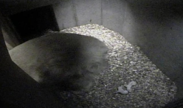 ポーラが水を飲みに立ち２頭の元気な姿を確認（提供＝仙台市八木山動物公園）