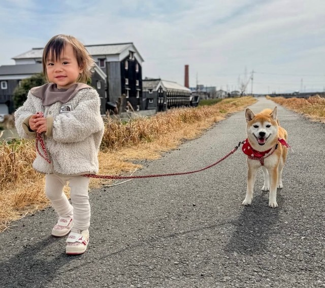 仲良くお散歩（提供：@shiba.tsukuneさん）