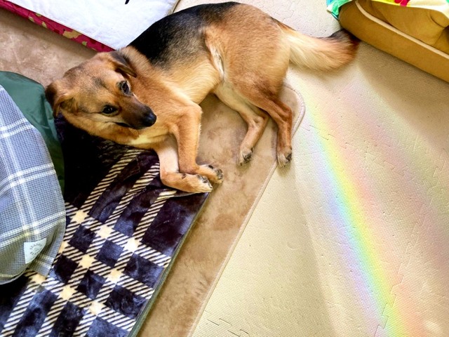 よちゃんがくつろいでいたら…光が反射して虹色に！（画像提供：よちゃんのよはよいおいぬのよさん）