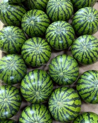 努力の賜物！75日間かけて作った大玉スイカ（提供：農家のヨッメさん）