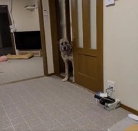 散歩をねだる犬（あよさん提供、Twitterよりキャプチャ撮影）