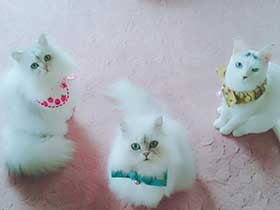 おやつは？チンチラ「ぴあのじゅりあ」「アンジュ」保護猫「花凛」