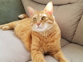 とーちゃん葉っぱの時間だよ～と催促　三度の飯より猫草好きな茶トラの「そら」　