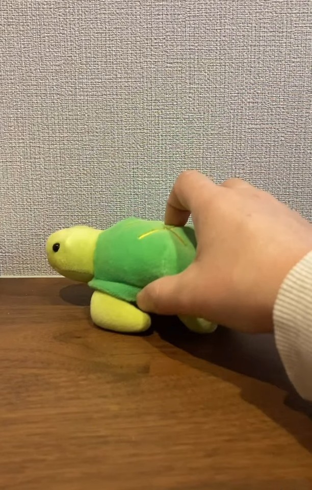 今度は亀を置くと……（「保護猫あぶら&ぽんず」さん提供、Instagramよりキャプチャ撮影）