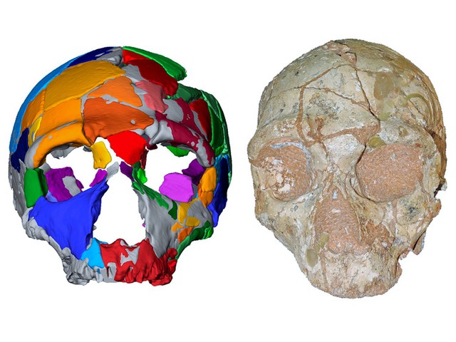 ギリシャで新たなヒトの化石発見 「先史時代の物語」を変える