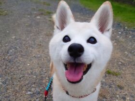 いつもお散歩はキラキラ素敵　柴犬「姫子」シニアになっても楽しんでいくよ