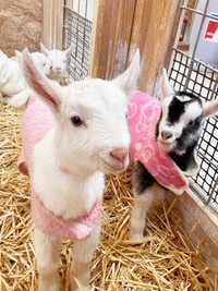 スタッフさん手作りの洋服（提供：やぎミルク専門店プティ・シェーヴル🐐さん）