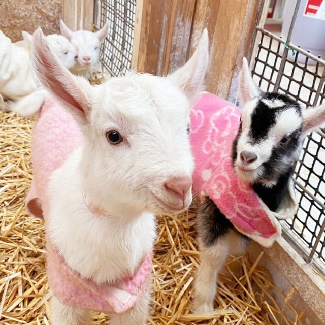 スタッフさん手作りの洋服（提供：やぎミルク専門店プティ・シェーヴル🐐さん）