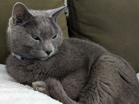 肉魚よりもベビーリーフが食べたいにゃ　サラダ男子なロシアンブルー「シンバ」