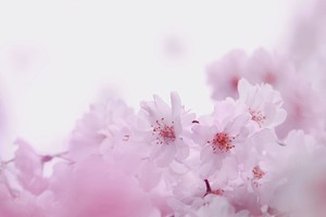真桜