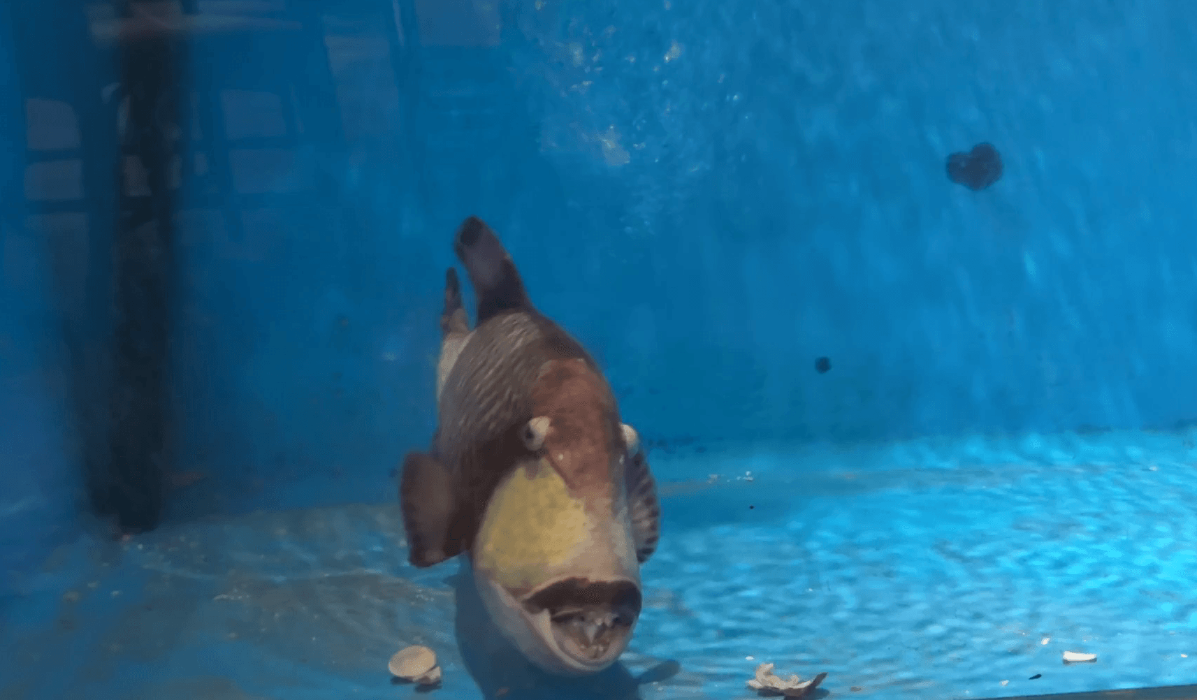 大きな顎には、不揃いな歯