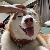 2度目のカメムシ事件後のシャンテちゃん（2024年）。1年後、またやらかします…（画像提供：ハマジさん）