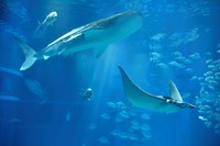 海遊館の人気者ジンベエザメ（提供・海遊館）