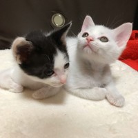 家に来た日、2匹一緒だと安心だにゃ