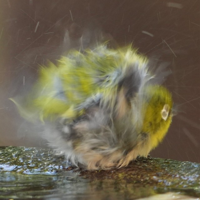 輪郭が…ぼやけていますよ…！（画像提供：ぽかりさん）