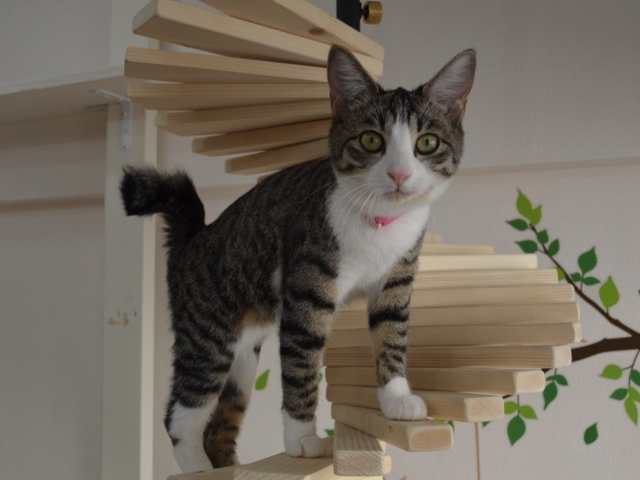 キャットタワーに登る、ちゃん
