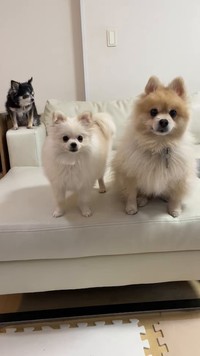 おーちゃん（中央）の子犬パワーに良い刺激を受けている、先住犬のロングコートチワワの女の子、ちっぷちゃん（左奥）とポメラニアンの男の子、にんじゃくん（画像提供：ポメラニアンのにんじゃ家さん）