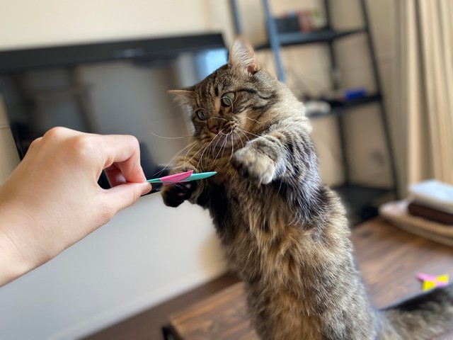 折り紙の手裏剣で遊ぶのが大好きなれむちゃん（提供写真）