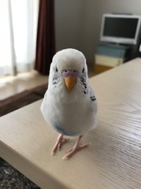 おしゃべりでイケメンだったリロちゃん（提供：リロルルさん）