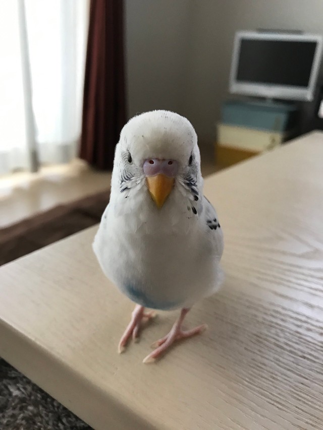 おしゃべりでイケメンだったリロちゃん（提供：リロルルさん）