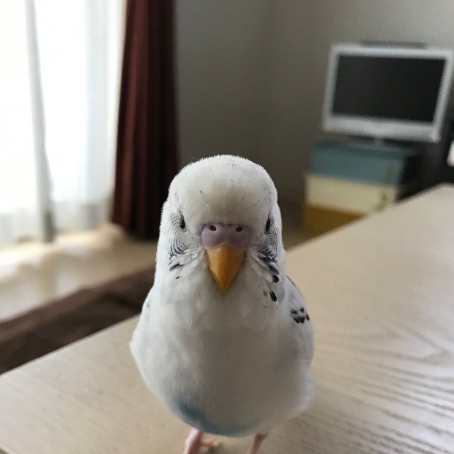 おしゃべりでイケメンだったリロちゃん（提供：リロルルさん）