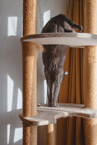 日当たりの良い窓辺のタワーを音もなく優雅に降りる
