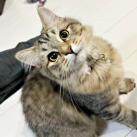 きゅるんとした瞳が愛らしいシャロンちゃん（画像提供：ドイルとシャロン︎︎さん）
