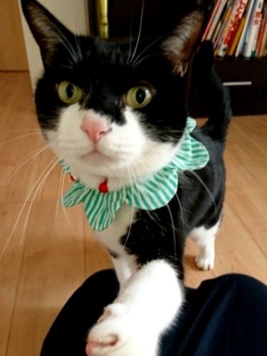 誰かおしえて　おかあさんは何人いるのー