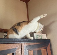 おてんばさんだという、おこめちゃん（画像提供：linoさん）