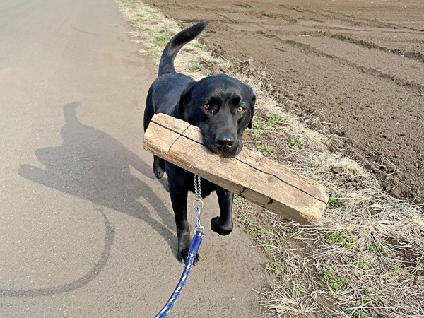 「今日はこれ！」 せっせと木材を運びながら散歩するハロくん（画像提供：ハロさん）