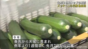 夏野菜ズッキーニの収穫が盛ん　宮城・栗原市