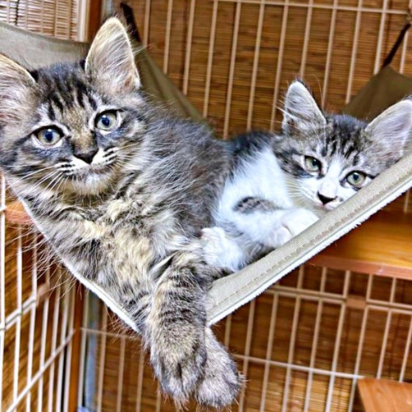 ハンモックでくつろぐ（左から）姉っぽいウタちゃん、妹っぽいエルちゃん（画像提供：飼い主さん）