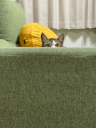 なずなのひょっこりはん。「チラッ。ここでバリバリしてもいい？」（吉留さん提供）